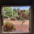 Photo of a cacao tree from a window