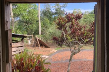 Photo of a cacao tree from a window